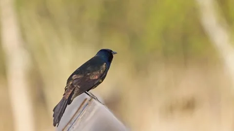 Close-Up of Common Grackle Perched in Sunlight – Slow Motion Stock Footage 338029430
