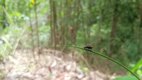 Close-up of Common Green Bottle Fly Resting on Tropical Foliage Stockbeeldmateriaal 332030149