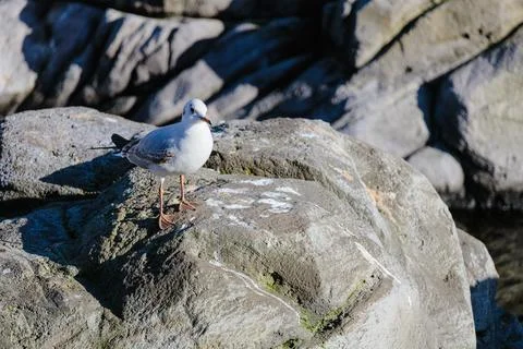 A close-up of a common gull standing on the rock Stock Photos