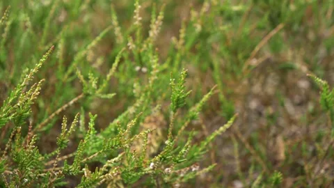 Close up of common heather. Stock Footage 288120895