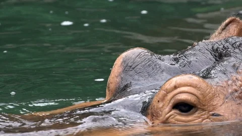 Close-up Common hippopotamus take a bath in lake water of nature wildlife.-Dan Stock Footage 97747911