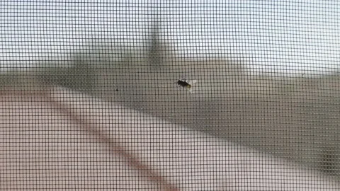 Close up on common house fly walking on mesh insect net on window frame Stock Footage 226229515