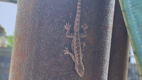 Close up of a common house gecko clinging onto an old rusty iron pipe 库存影片 334949247