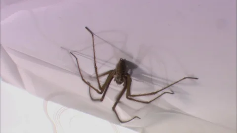 Close up of Common House Spider walking Video stock 95600422