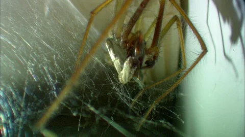 Close-up of Common House Spider on web with prey Video stock 95600590