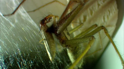 Close-up of Common House Spider on web carrying prey 動画素材 95600595