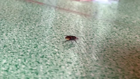 Close up of a common housefly crawling on a green patterned floor tile Stock Footage 327229138