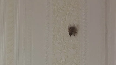 Close up of a common housefly slowly crawling up a textured, patterned Stock Footage 346771286