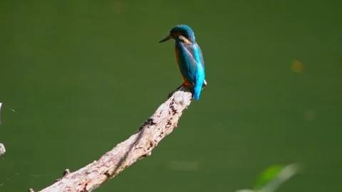 Close-up of Common Kingfisher Perched on Dead Branch Above River Stock Footage 316812916