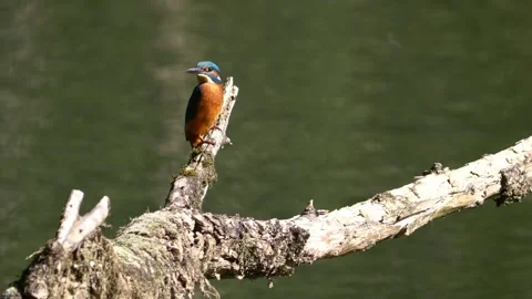 Close-up of Common Kingfisher Perched on Dead Branch Above River Stock Footage 316812923