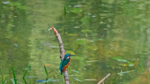 Close-up of Common Kingfisher Perched on Dead Branch Above River Stock Footage 316812927