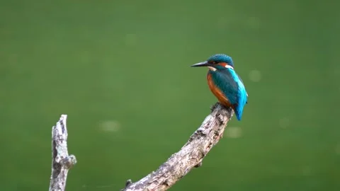 Close-up of Common Kingfisher Perched on Dead Branch Above River Stock Footage 316812929