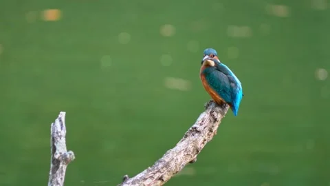 Close-up of Common Kingfisher Perched on Dead Branch Above River Stock Footage 316812931
