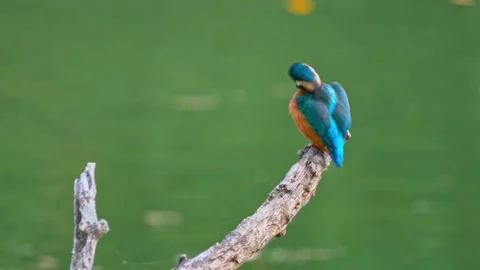 Close-up of Common Kingfisher Perched on Dead Branch Above River Stock Footage 316812934