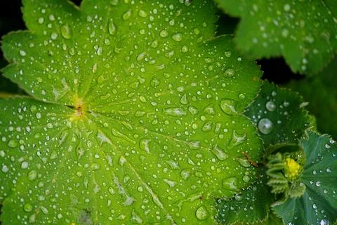 A close-up of a common lady's mantle leaf in water droplets after rain Stock Photos