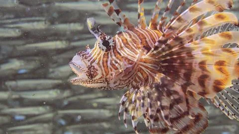 Close up of Common Lionfish or Red Lionfish (Pterois volitans) open-mouth s.. Stock Photos