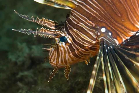 Close-up of a common lionfish. Stock Photos