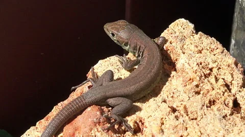 Close up on a common lizard Stock Footage 42015596