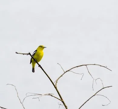 Close up of a common lora bird sitting on a tree Stock Photos