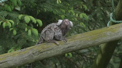 A close up of a common marmoset monkey looking around 01. 4K locked tripod Stock Footage 154788989