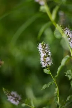 Close up of common mint (mentha spicata) flowers in bloom Stock Photos