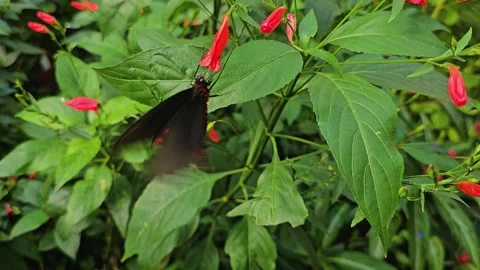 Close up of a common Mormon butterfly Stock Footage 253061681