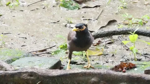 Close-up of a common myna eating from the ground Stock Footage 314515828