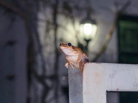 Close-up of common orange bush frog sitting on fencing at night Stock Photos