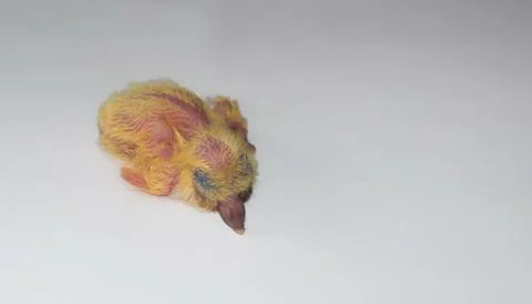 Close up of a common pigeon chick Stock Photos