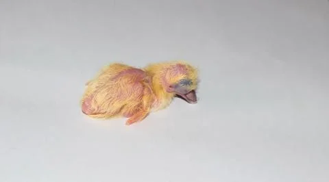 Close up of a common pigeon chick Stock Photos