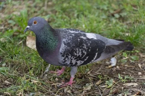 Close-Up of a Common Pigeon on Grass Stock Photos
