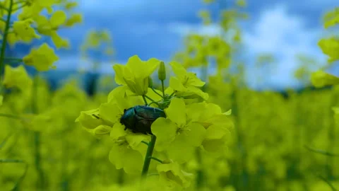 Close up of common pollen beetle (Brassicogethes aeneus) on yellow rapeseed Stock Footage 135461815