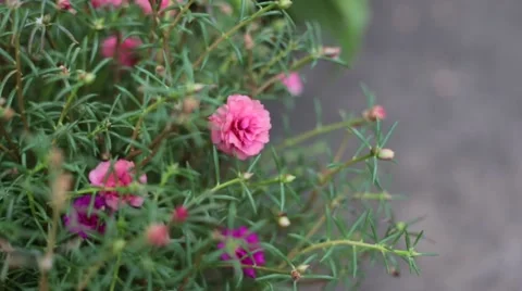 Close up Common Purslane Flower Stock Footage 51446543