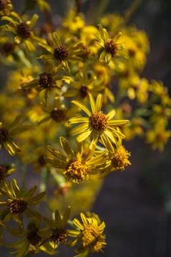 Close up of common ragwort flowers drying after hot summer Фото