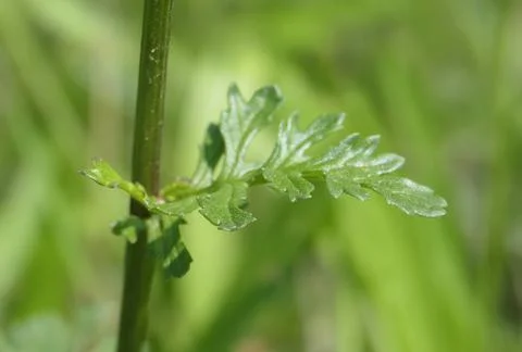Close-up of a common ragwort leaf (Jacobaea vulgaris) Stock Photos