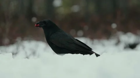 Close Up Of The Common Raven (Corvus corax) Eating Meat In Snowy Winter Day Video stock 238614401