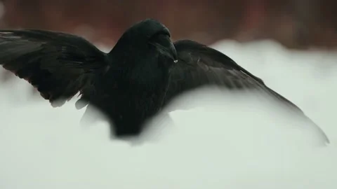 Close Up Of The Common Ravens (Corvus corax) In Snowy Winter Day Video stock 238614736