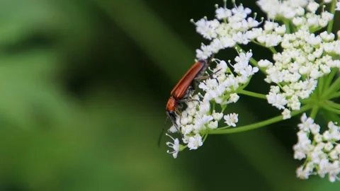 Close up of a common red soldier beetle collecting nectar on white flowers Stock Footage 224038881