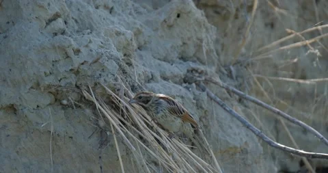 Close up of Common reed bunting Stock Footage 151858315