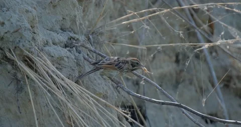 Close up of Common reed bunting Stock Footage 151858401