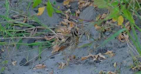 Close up of Common reed bunting Stock Footage 151858416