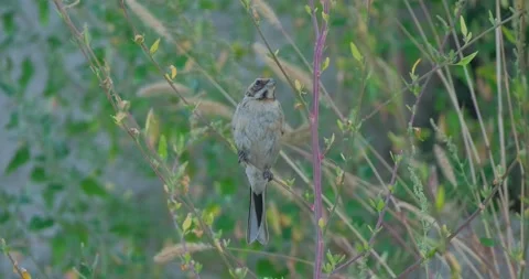 Close up of Common reed bunting Stock Footage 151858417