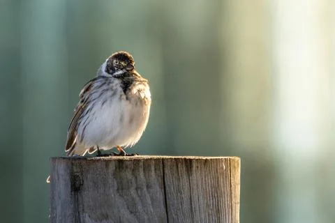 Close up of a common reed bunting 写真素材