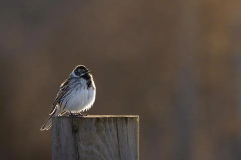 Close up of a common reed bunting 写真素材