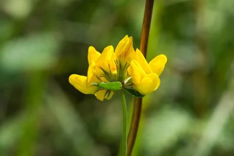 Close up of a Common Saint John's Wort flower. Also known as Perforate St. John Stock Photos