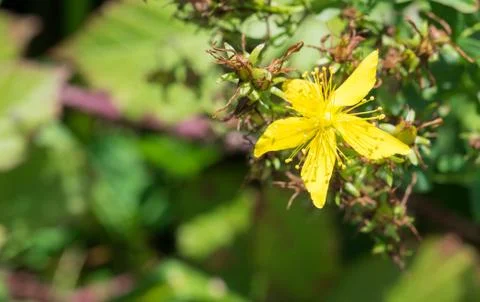 Close up of a Common Saint John's Wort flower. Also known as Perforate St. John Stock Photos