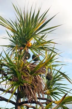 Close-up on a Common screwpine Stock Photos
