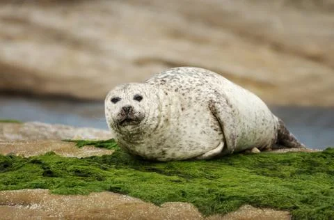 Close up of a Common seal Stock Photos
