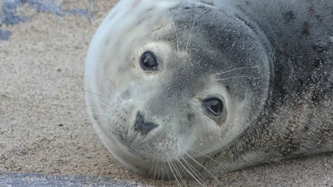 Close-up of a common seal pup lying in the sand and looking into the camera Stock Footage 84806021