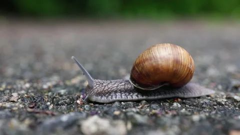 Close up of a common snail with a brown shell moving slowly Stock Footage 337602726